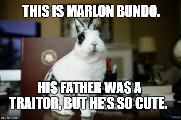 pets before partisanship | THIS IS MARLON BUNDO. HIS FATHER WAS A TRAITOR, BUT HE'S SO CUTE. | image tagged in politics,aww,pets | made w/ Imgflip meme maker