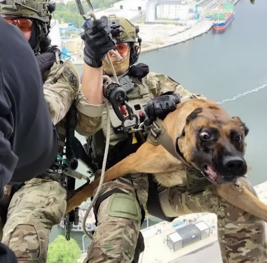 Dog zip line freakout Blank Meme Template