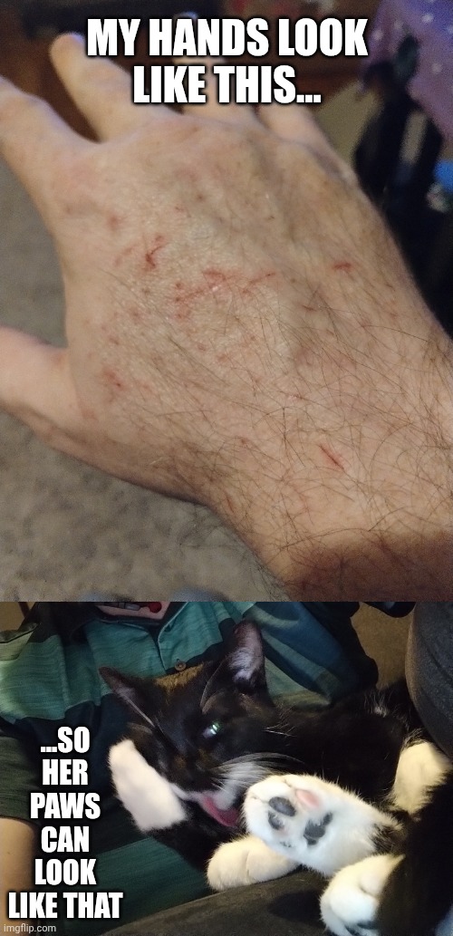 Kee-Kee is a sweetheart but she's got the claws | MY HANDS LOOK LIKE THIS... ...SO HER PAWS CAN LOOK LIKE THAT | image tagged in cute cat,tis but a scratch | made w/ Imgflip meme maker