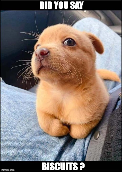What Was That ? | DID YOU SAY; BISCUITS ? | image tagged in dogs,puppy,biscuits | made w/ Imgflip meme maker