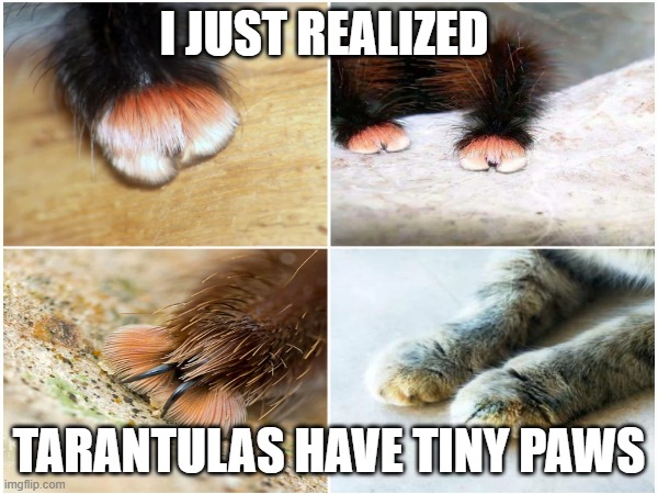 i never knew this until a few days before | I JUST REALIZED; TARANTULAS HAVE TINY PAWS | image tagged in memes,spider,tarantula | made w/ Imgflip meme maker