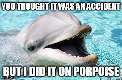 Dumb Joke Dolphin | YOU THOUGHT IT WAS AN ACCIDENT BUT I DID IT ON PORPOISE | image tagged in dumb joke dolphin | made w/ Imgflip meme maker