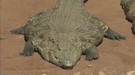 flat phuck Blank Meme Template