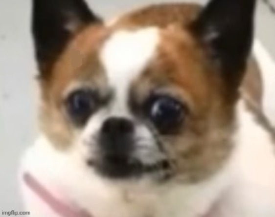 dog | made w/ Imgflip meme maker