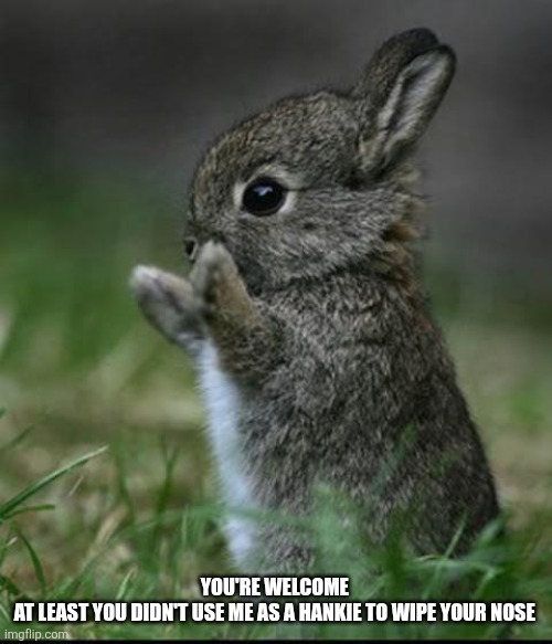 Cute Bunny | YOU'RE WELCOME 
AT LEAST YOU DIDN'T USE ME AS A HANKIE TO WIPE YOUR NOSE | image tagged in cute bunny | made w/ Imgflip meme maker