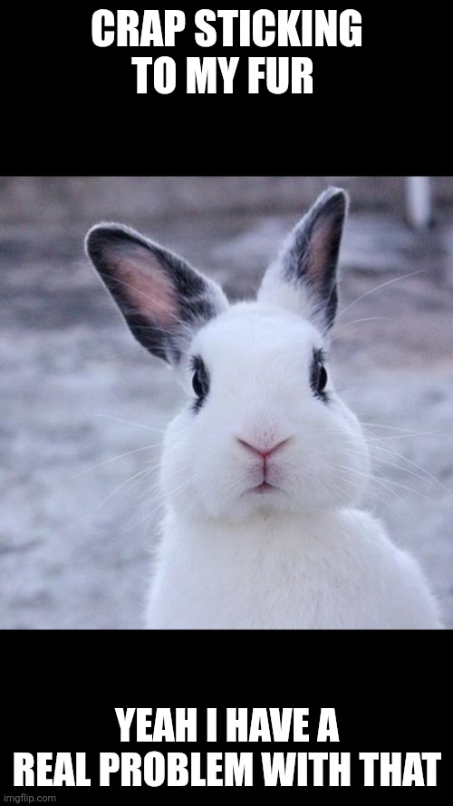 Rabbit | CRAP STICKING TO MY FUR YEAH I HAVE A REAL PROBLEM WITH THAT | image tagged in rabbit | made w/ Imgflip meme maker
