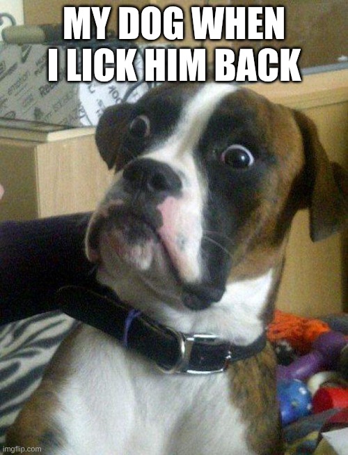 Blankie the Shocked Dog | MY DOG WHEN I LICK HIM BACK | image tagged in blankie the shocked dog | made w/ Imgflip meme maker