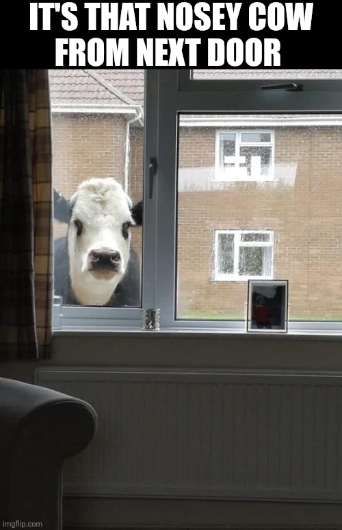 It's That Nosey Cow From Next Door | IT'S THAT NOSEY COW
FROM NEXT DOOR | image tagged in chrisjoines1 | made w/ Imgflip meme maker