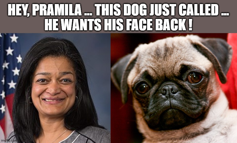 Dog face Jayapal | HEY, PRAMILA ... THIS DOG JUST CALLED ...
HE WANTS HIS FACE BACK ! | image tagged in ugly | made w/ Imgflip meme maker