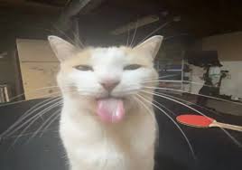 cat sticking tounge out Blank Meme Template