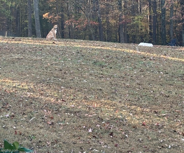 my dog is aura farming | made w/ Imgflip meme maker