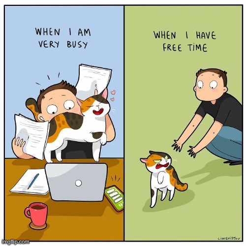 The way of the kitty… | image tagged in cats,comics,busy,free time | made w/ Imgflip meme maker