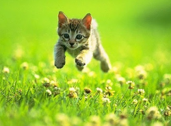 test Blank Meme Template