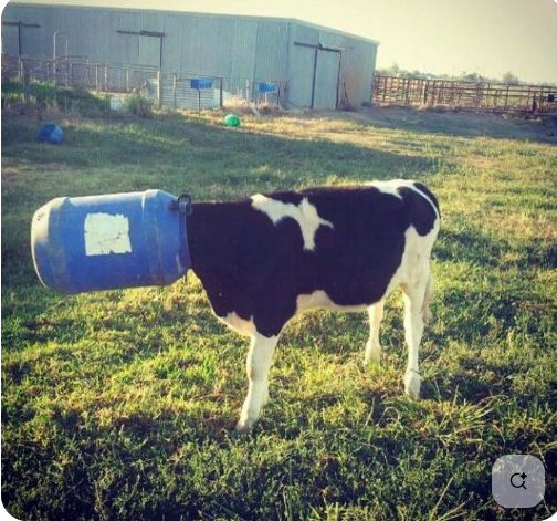 cow in container Blank Meme Template