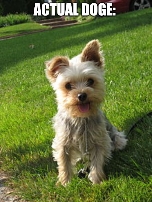 Yorkshire terrier | ACTUAL DOGE: | image tagged in yorkshire terrier | made w/ Imgflip meme maker