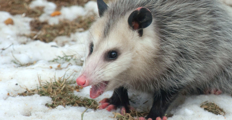 squeaky possum Blank Meme Template