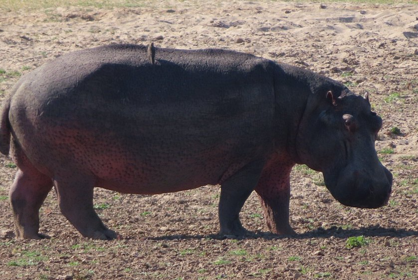Hippo Blank Meme Template