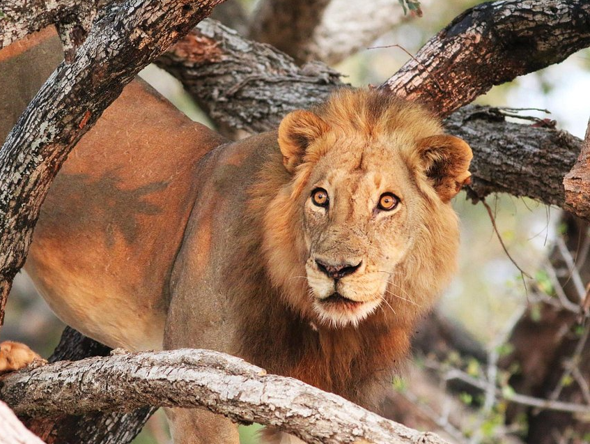 Lion Blank Meme Template