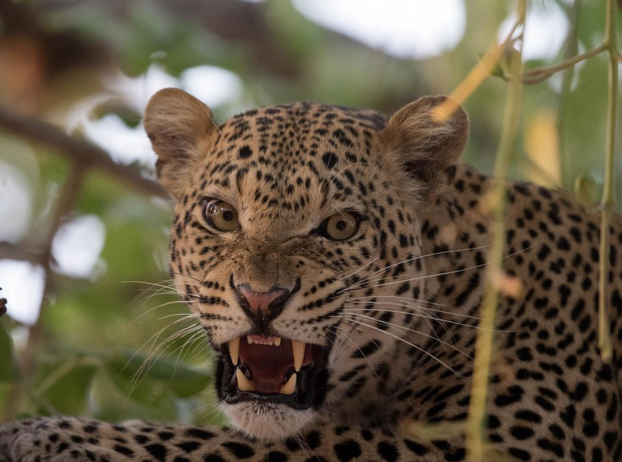 African leopard (Panthera pardus pardus) Blank Meme Template