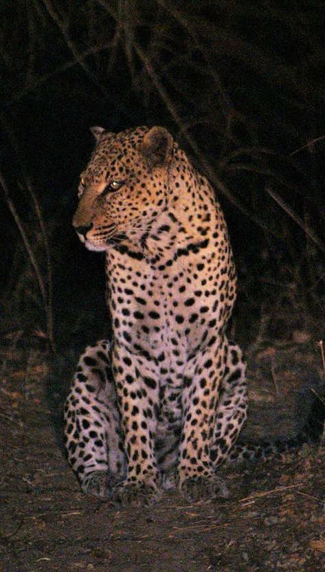 The leopard (Panthera pardus) Blank Meme Template