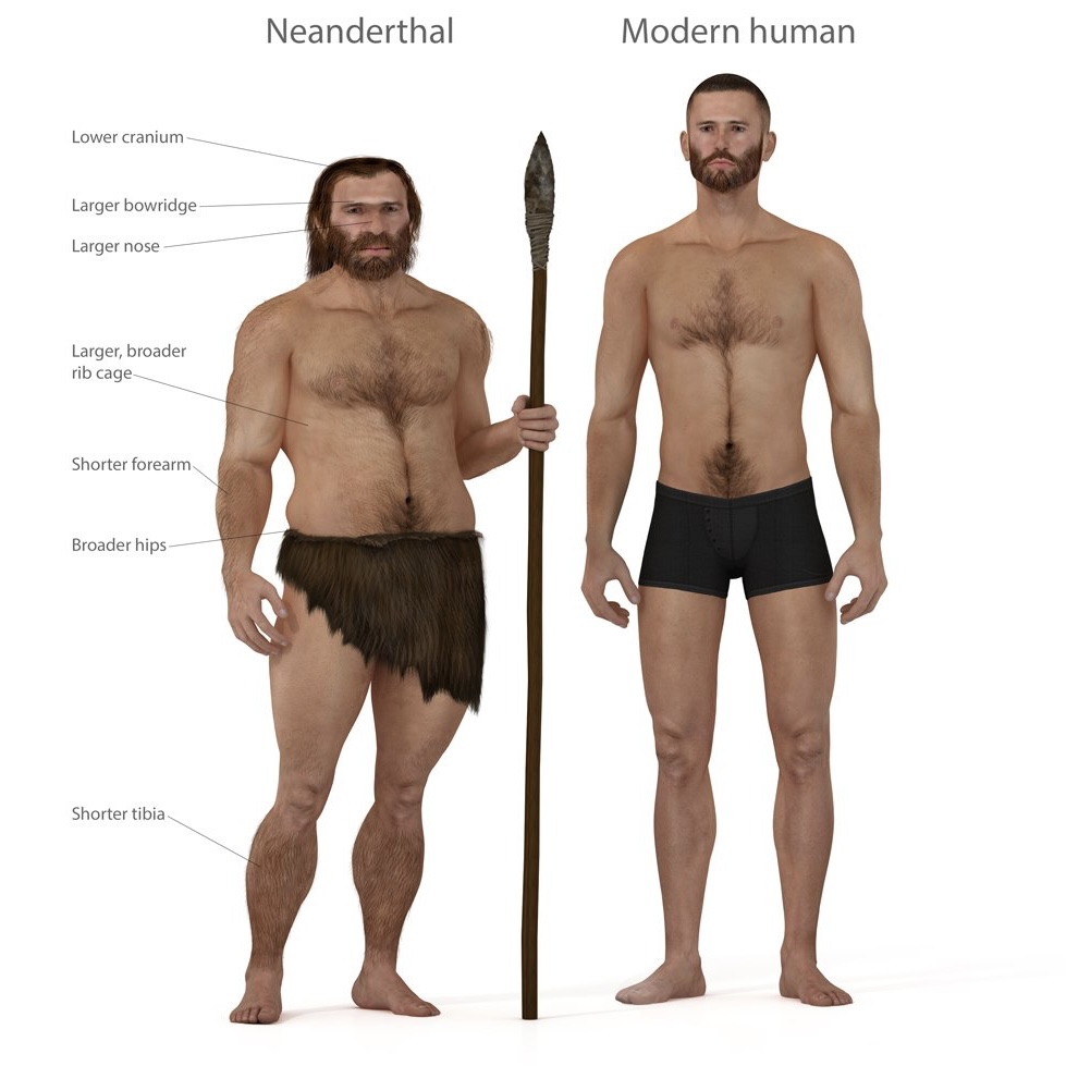 Neanderthal vs Sapien Blank Meme Template