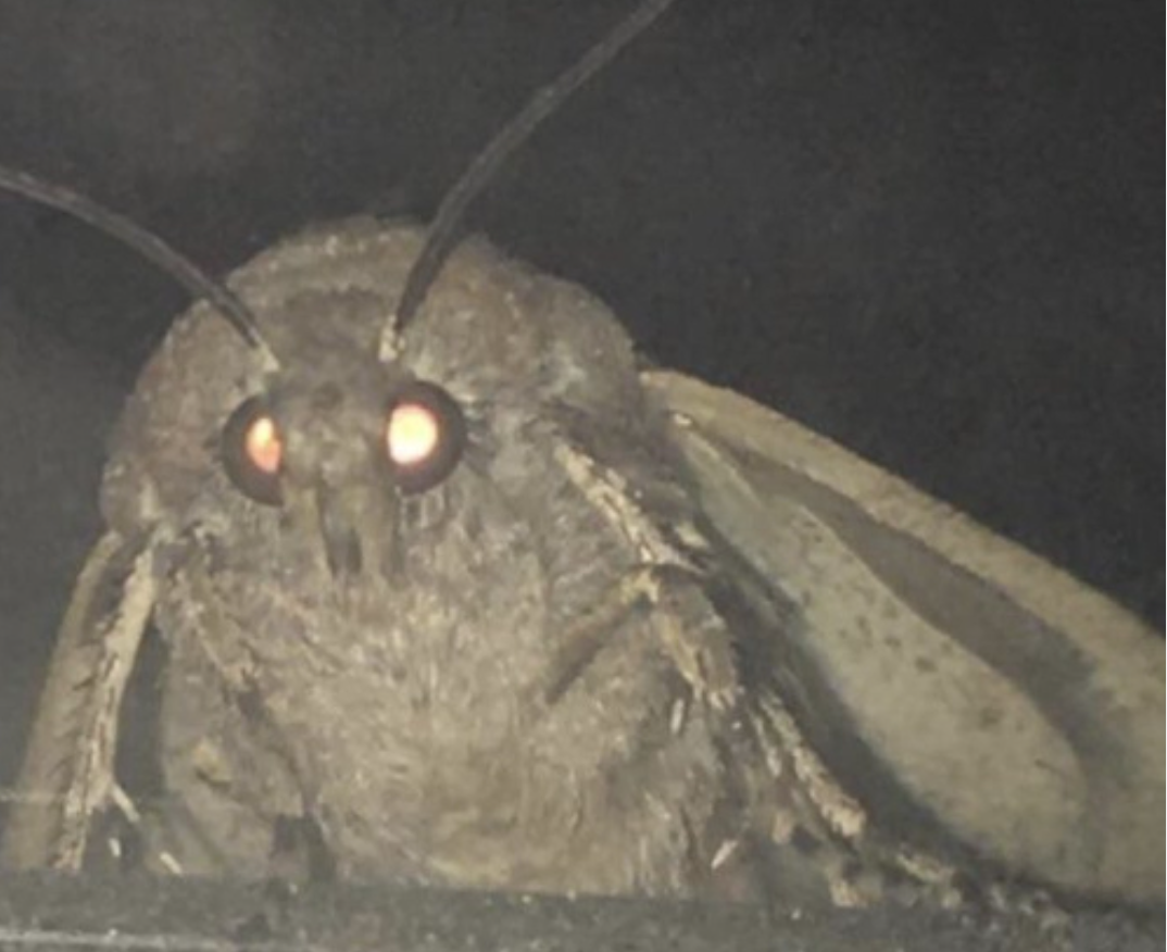 Wade's lights Blank Meme Template