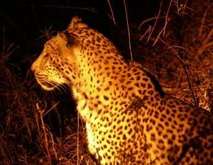 Leopard Blank Meme Template