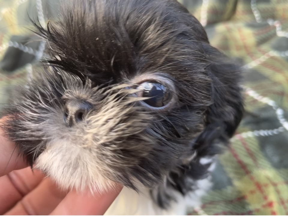 Cookie Monster Blank Meme Template