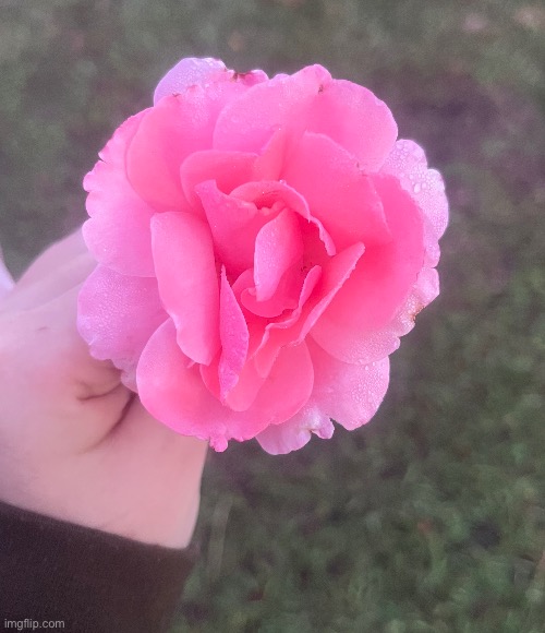 lowkey kinda wish i didnt prune my rose bush but it def needed it sm new sprouts are happening now | made w/ Imgflip meme maker