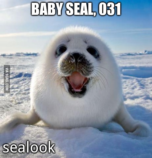 Seal of Approval | BABY SEAL, 031; sealook | image tagged in seal of approval | made w/ Imgflip meme maker