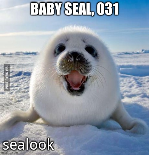 Seal of Approval | BABY SEAL, 031; sealook | image tagged in seal of approval | made w/ Imgflip meme maker