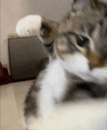Punched by cat Blank Meme Template
