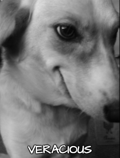Dog | VERACIOUS | image tagged in dog | made w/ Imgflip meme maker