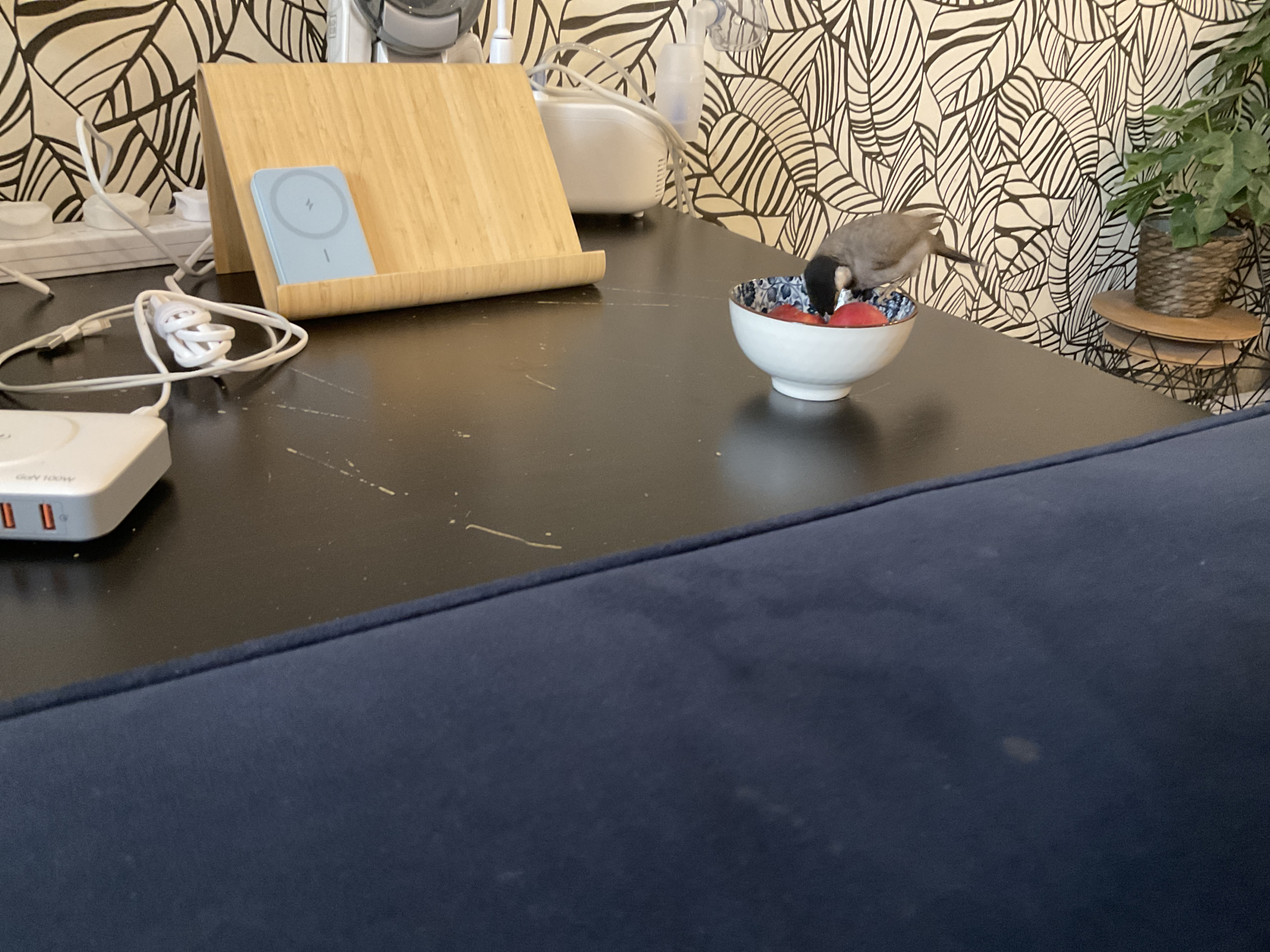 Fat birb Blank Meme Template