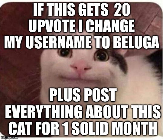 Polite Cat | IF THIS GETS  20 UPVOTE I CHANGE MY USERNAME TO BELUGA; PLUS POST EVERYTHING ABOUT THIS CAT FOR 1 SOLID MONTH | image tagged in polite cat | made w/ Imgflip meme maker