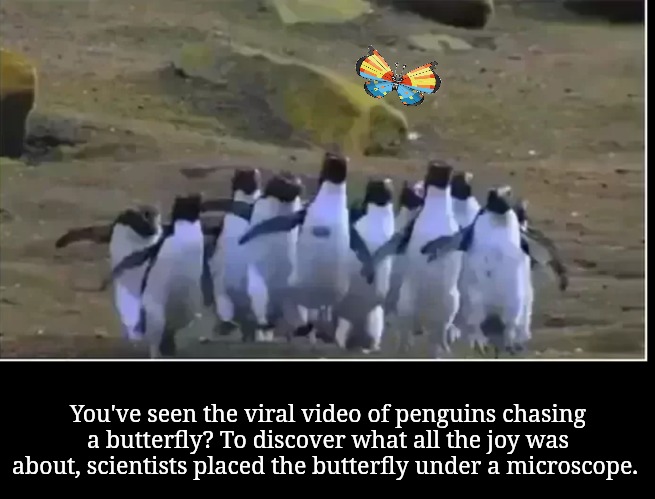You've seen the viral video of penguins chasing a butterfly? To discover what all the joy was about, scientists placed the butterfly under a | made w/ Imgflip meme maker