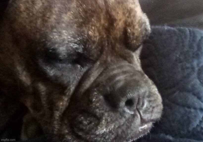 This is luna. How does someone active being fucking insane and lazy as fuck at the same time | made w/ Imgflip meme maker