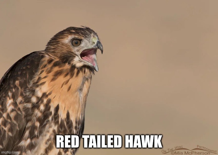 1 | RED TAILED HAWK | image tagged in redtailedhawkz09 | made w/ Imgflip meme maker