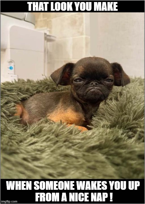 A Frowny Faced Puppy | THAT LOOK YOU MAKE; WHEN SOMEONE WAKES YOU UP 
FROM A NICE NAP ! | image tagged in dogs,puppy,that look,sleeping | made w/ Imgflip meme maker