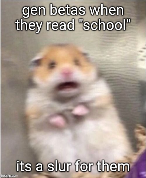 Scared Hamster | gen betas when they read "school" its a slur for them | image tagged in scared hamster | made w/ Imgflip meme maker