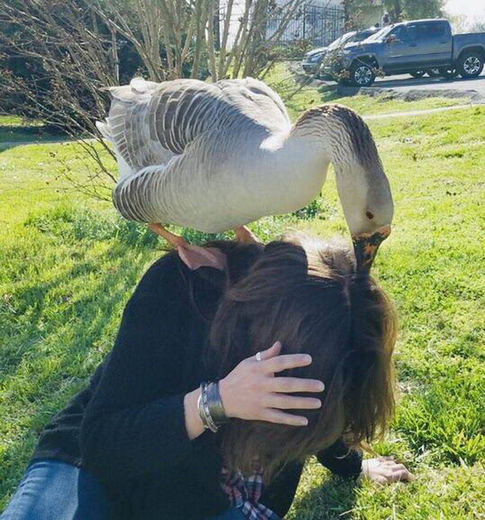 goose in woman Blank Meme Template