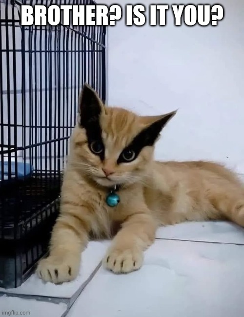 BROTHER? IS IT YOU? | made w/ Imgflip meme maker