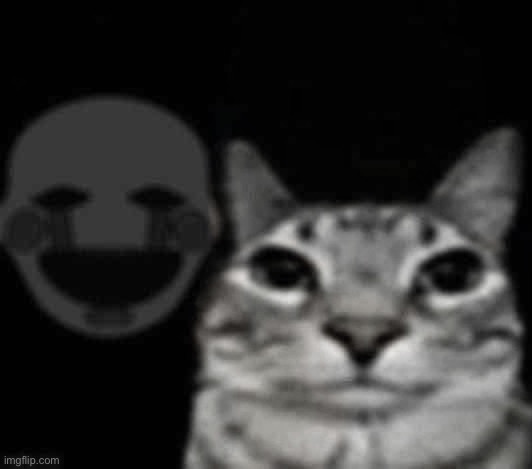 puppet behind cat Blank Meme Template