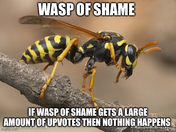 Wasp | WASP OF SHAME; IF WASP OF SHAME GETS A LARGE AMOUNT OF UPVOTES THEN NOTHING HAPPENS | image tagged in wasp | made w/ Imgflip meme maker