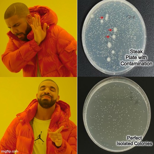 Drake Hotline Bling | Steak Plate with Contamination; Perfect Isolated Colonies | image tagged in memes,drake hotline bling | made w/ Imgflip meme maker