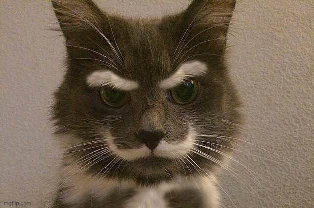 Villain Cat | image tagged in villain cat | made w/ Imgflip meme maker