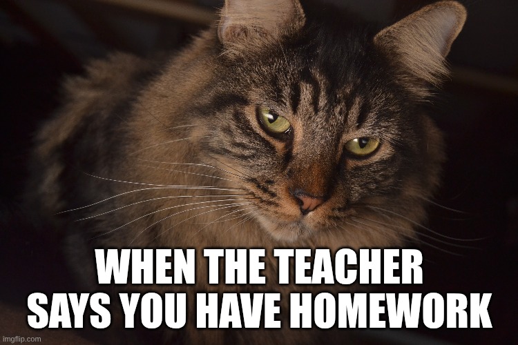 WHEN THE TEACHER SAYS YOU HAVE HOMEWORK | image tagged in funny cat memes | made w/ Imgflip meme maker