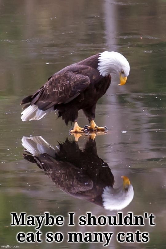 Eagle's Reflection | Maybe I shouldn't eat so many cats | image tagged in eagle's reflection | made w/ Imgflip meme maker