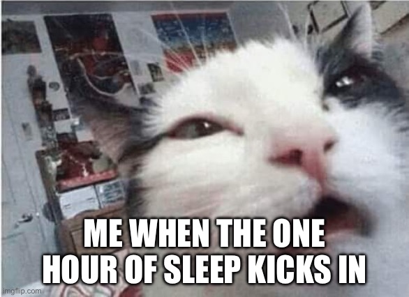 Cat waking up | ME WHEN THE ONE HOUR OF SLEEP KICKS IN | image tagged in cat waking up | made w/ Imgflip meme maker