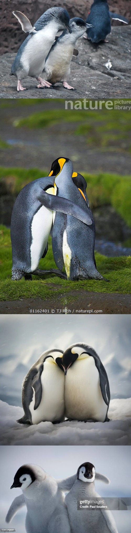 Penguin Power Pairs | image tagged in penguin,cute,couples | made w/ Imgflip meme maker